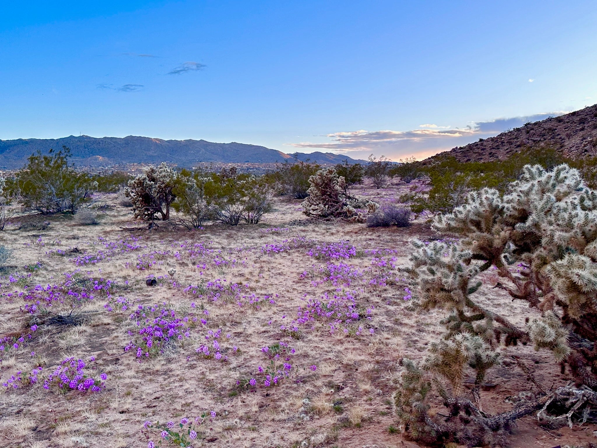 Hilly desert landscape with cacti and purple flowers under a blue sky.